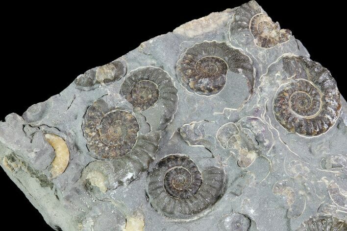 Ammonite (Promicroceras) Cluster - Somerset, England #86260